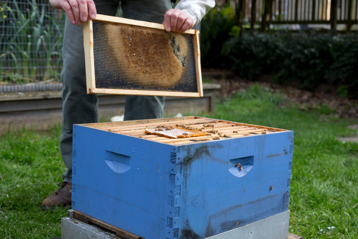 beekeeping year round?