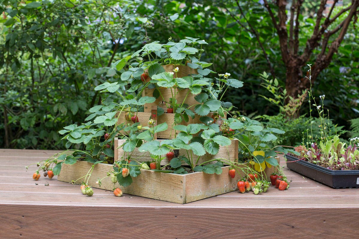 strawberry planter at Seattle garden show
